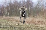 CANE CORSO 674
